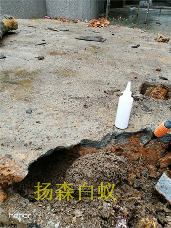 地面白蚁防治案例