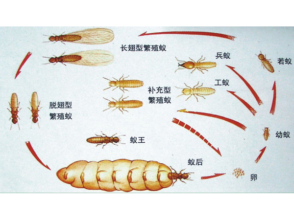 白蚁繁殖过程.jpg